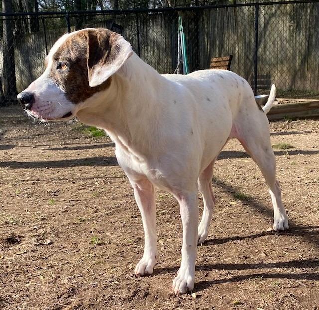 Daisy, Adoptable, Adult Female Hound.