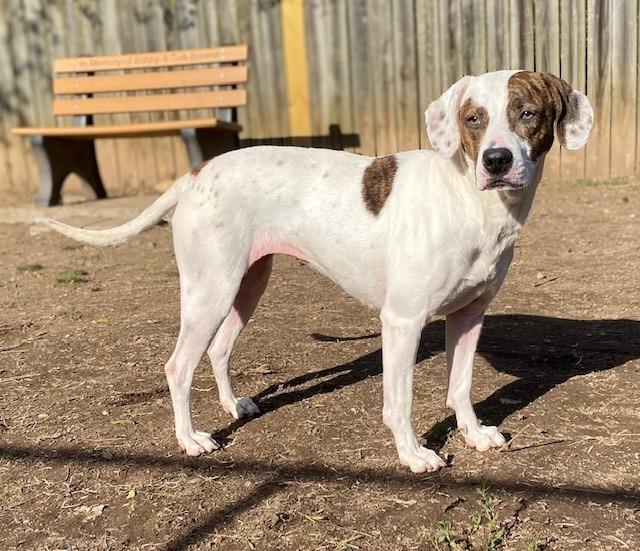 Daisy, a Adoptable Hound in Little Rock, AR image 3/4