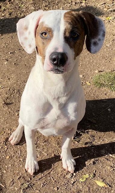 Enlarge Daisy, a Adoptable Hound in Little Rock, AR image 4/4