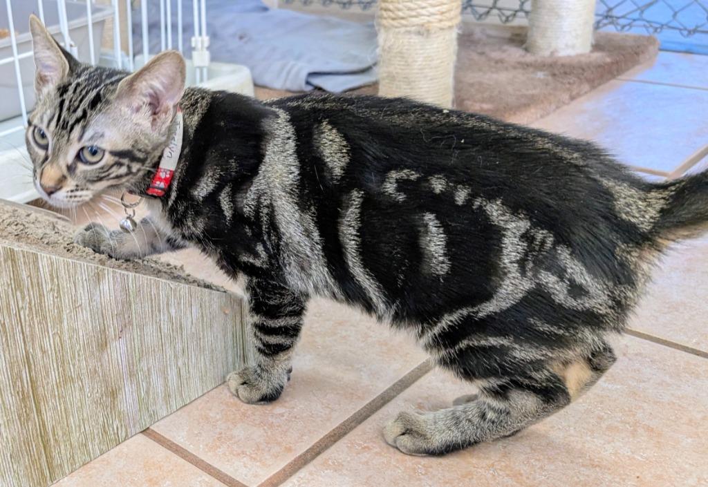 Jocelyn / Josiah, Adoptable, Kitten Female Domestic Short Hair.