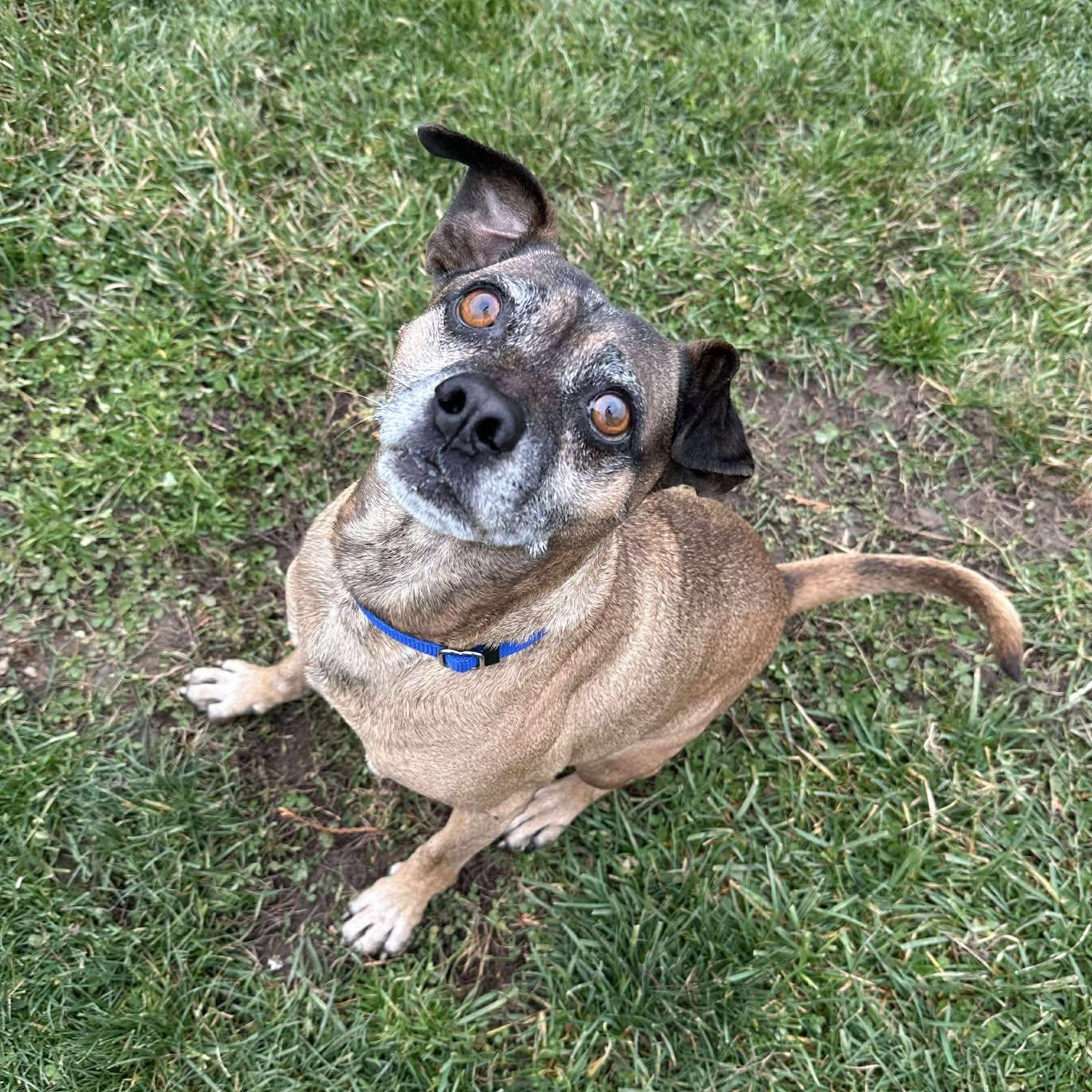 Enlarge Tredair, a Adoptable mixed breed in Valparaiso, IN image 1/1
