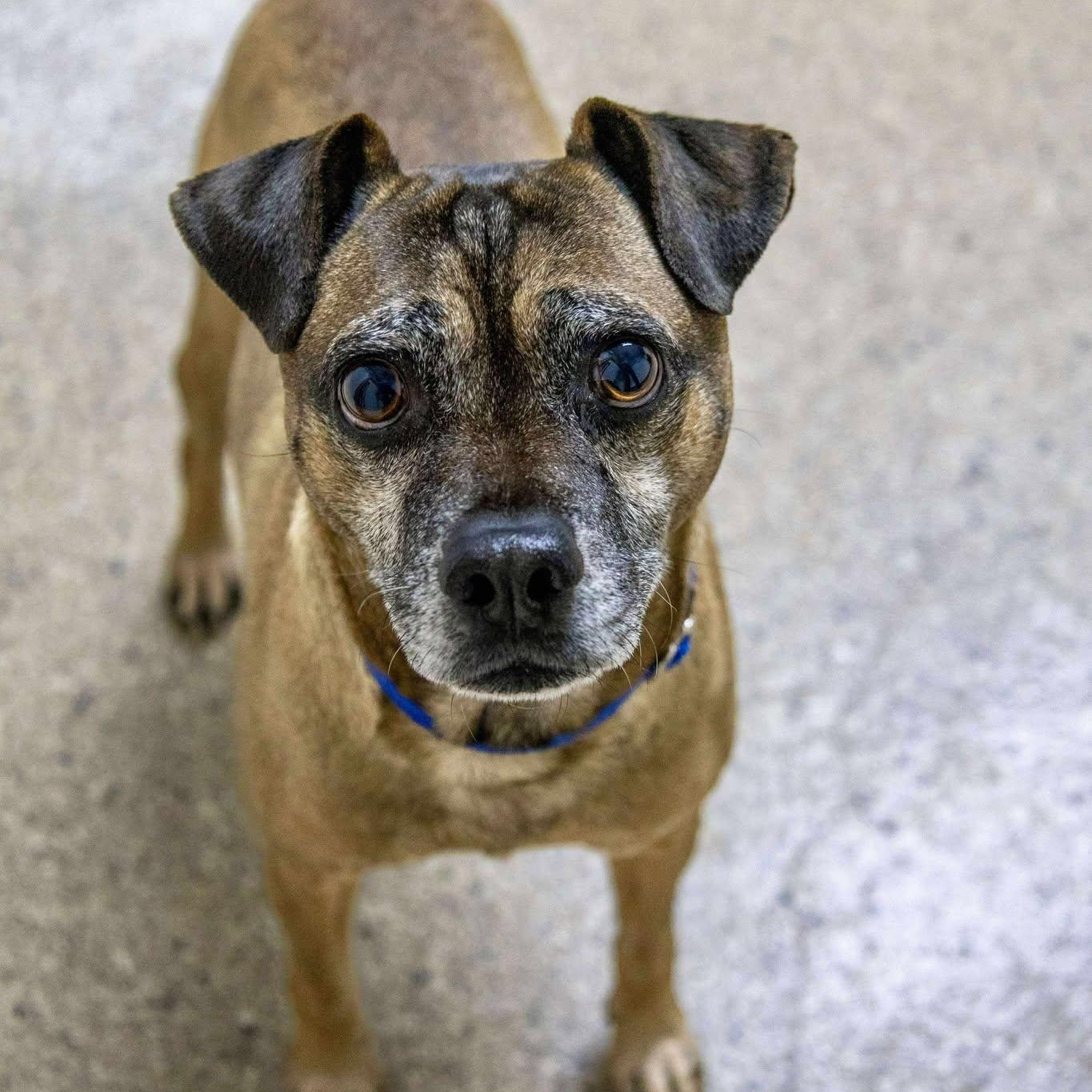 Tredair, Adoptable, Adult Male Pug.