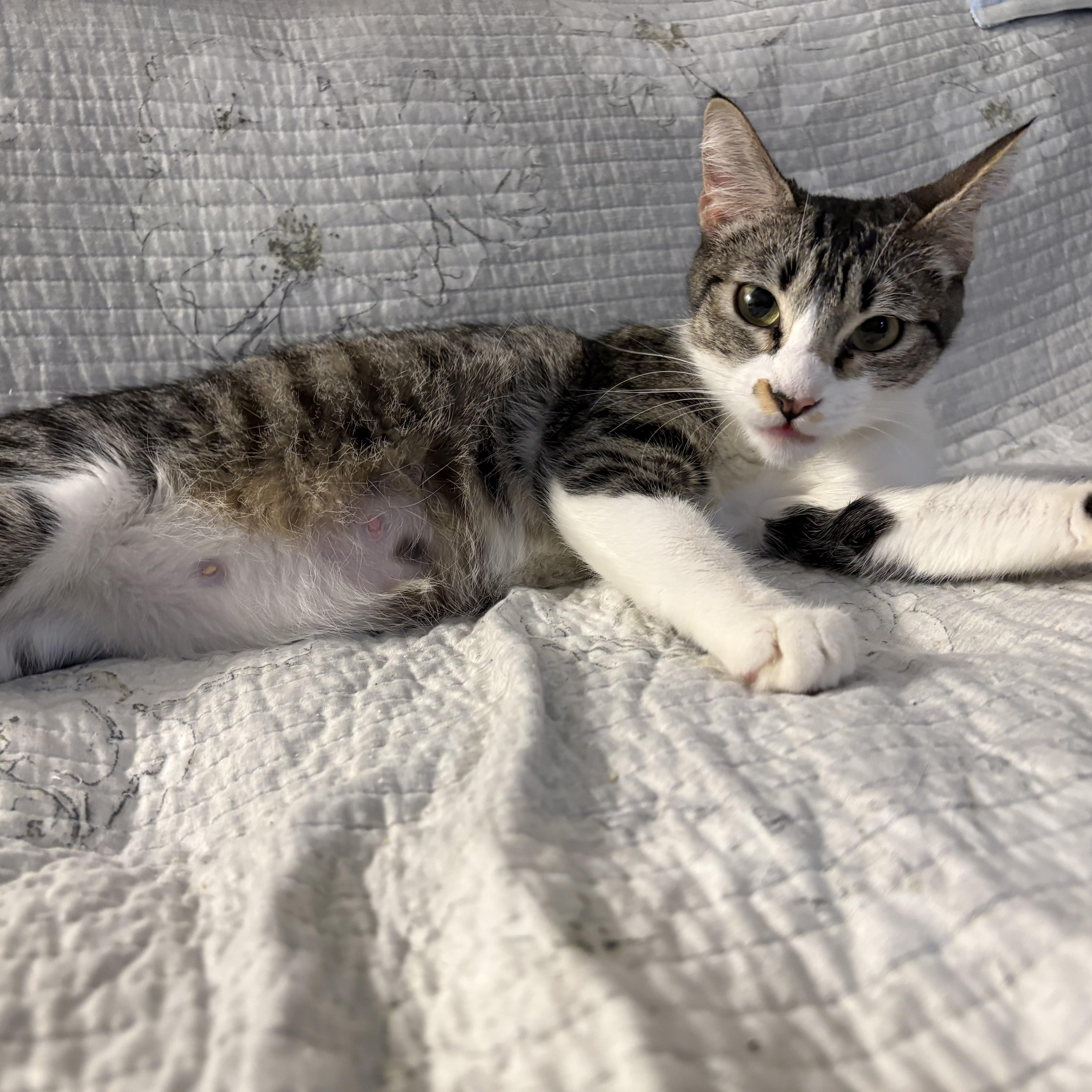 Mama Pudding, Adult Female Domestic Short Hair