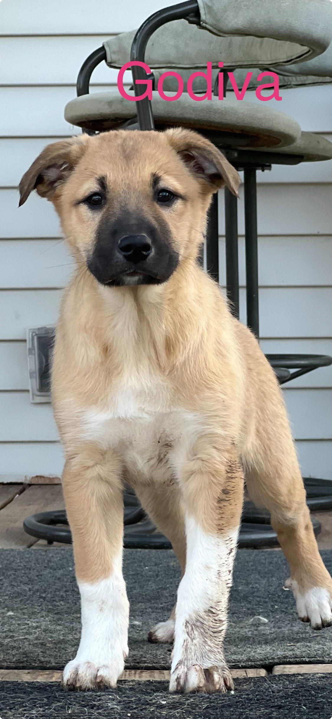 Godiva, Adopted, Puppy Female Border Collie & Great Pyrenees.
