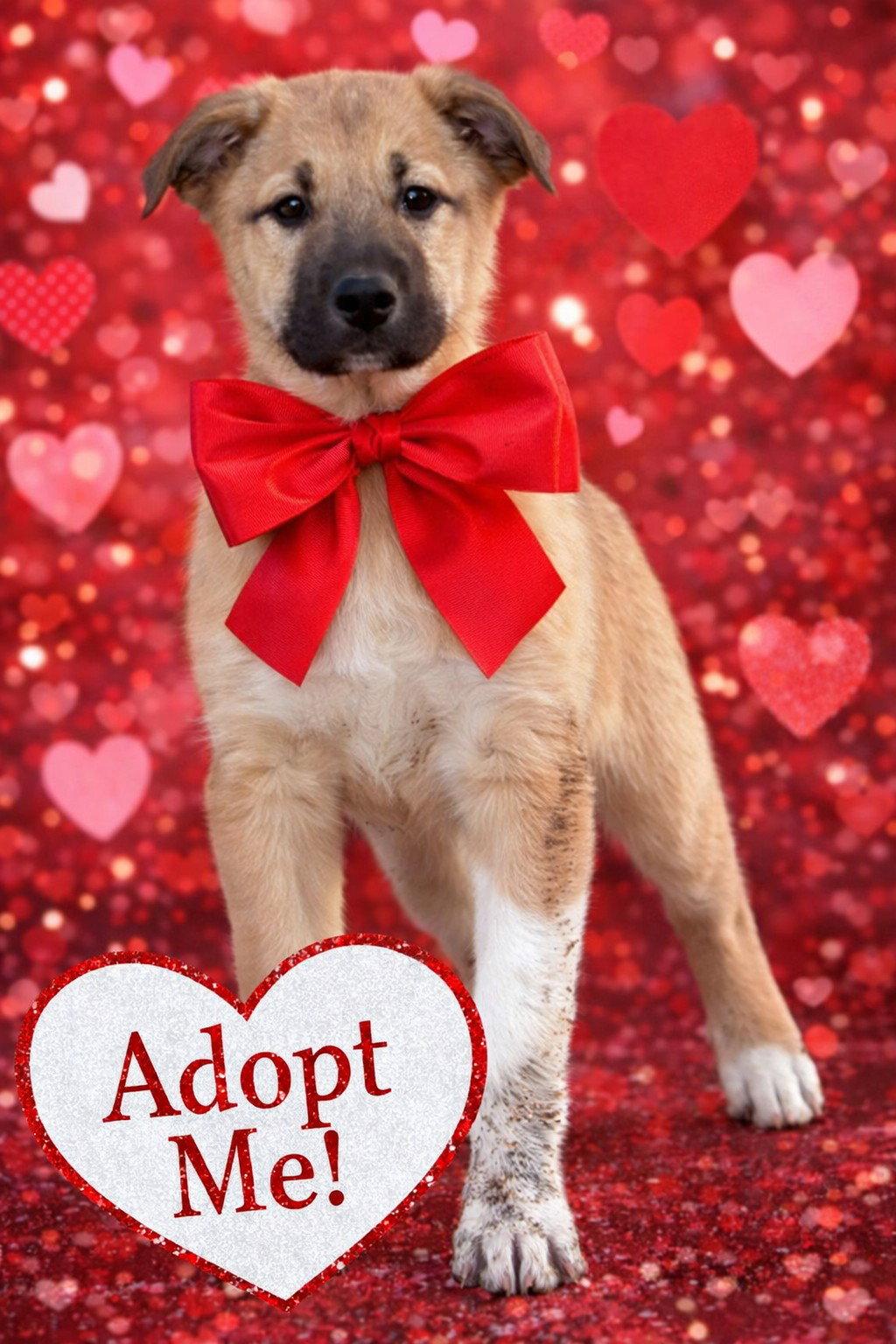Godiva, a Adopted mixed breed in St. Louis, MO image 2/3
