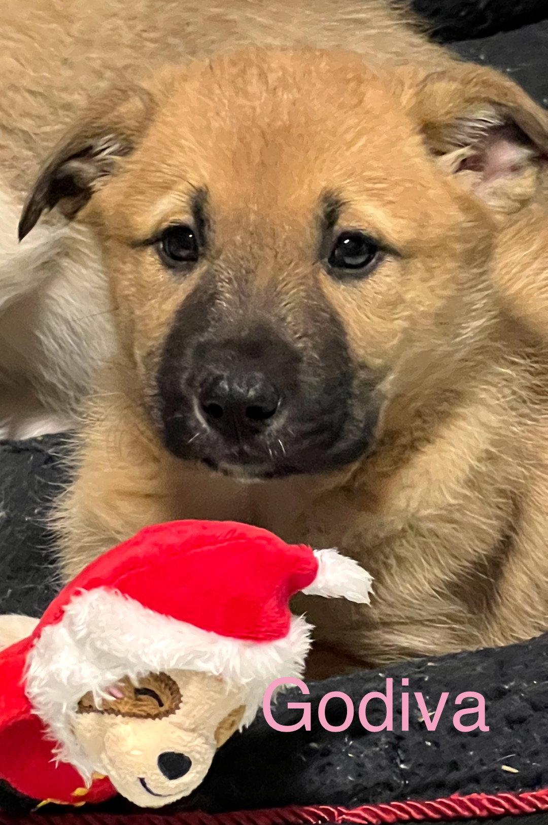 Godiva, a Adopted mixed breed in St. Louis, MO image 3/3