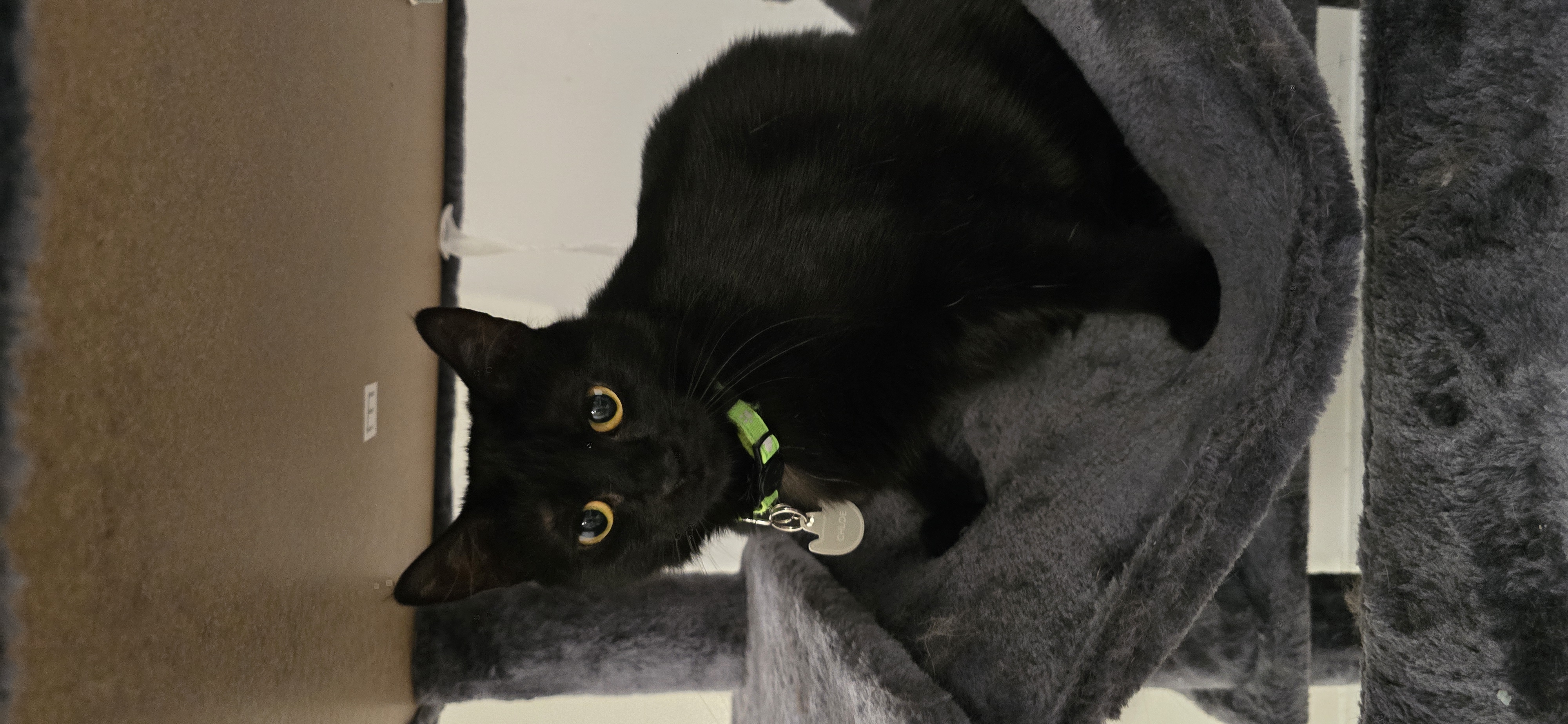 Enlarge Meet Chloé – A Sweet and Graceful Companion, a Adoptable Domestic Short Hair in North Bergen, NJ image 4/4