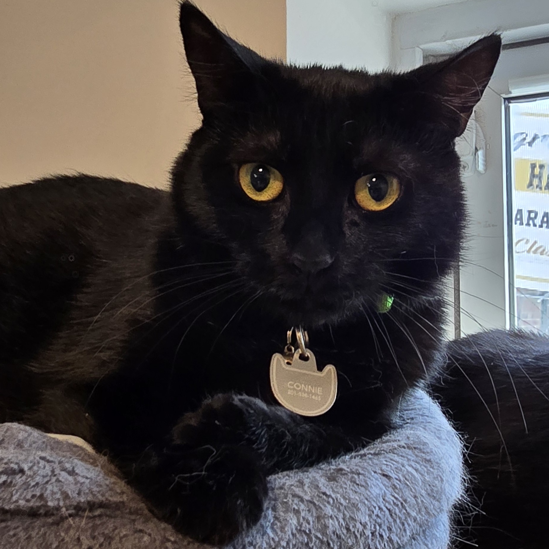 Enlarge Meet Chloé – A Sweet and Graceful Companion, a Adoptable Domestic Short Hair in North Bergen, NJ image 2/4