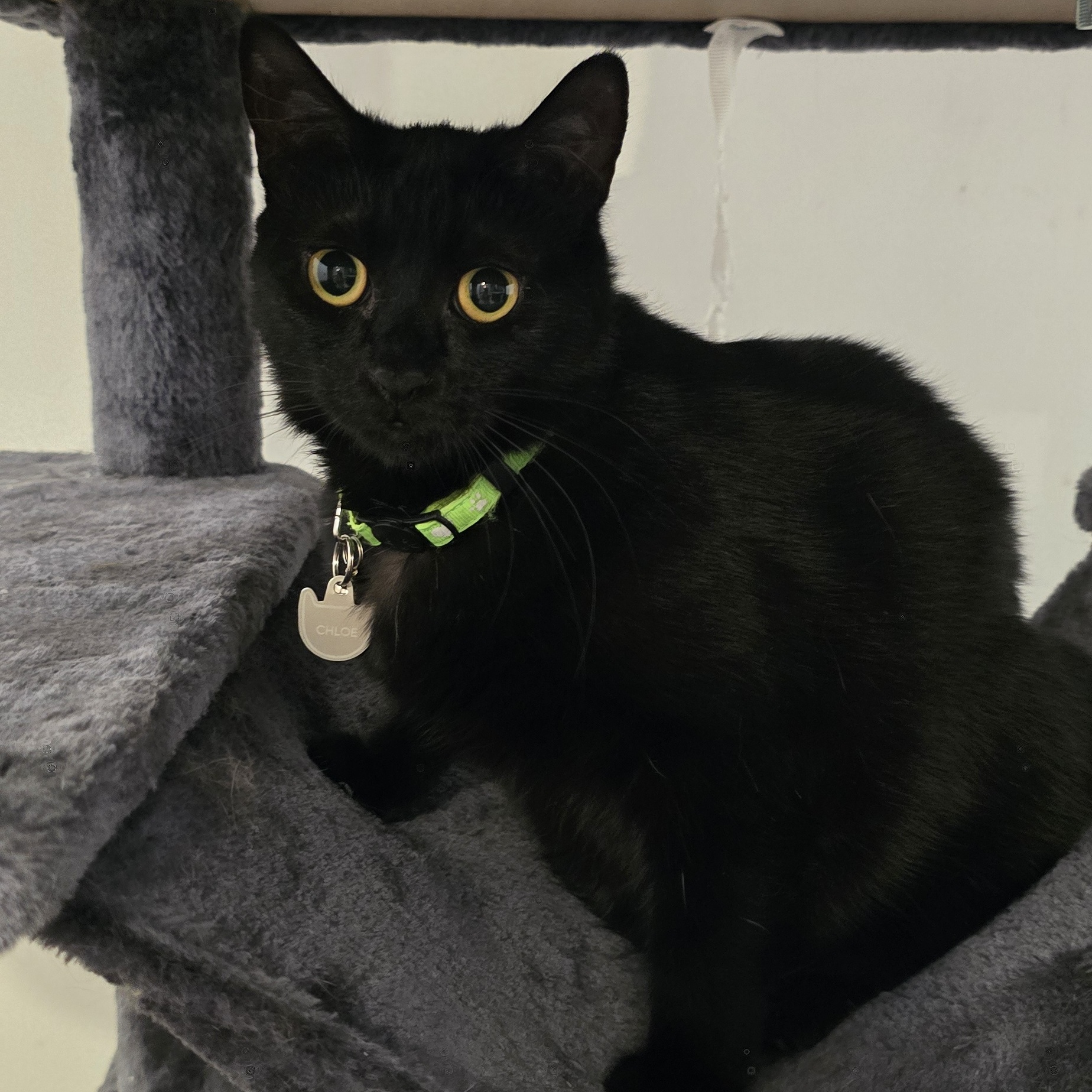 Enlarge Meet Chloé – A Sweet and Graceful Companion, a Adoptable Domestic Short Hair in North Bergen, NJ image 1/4