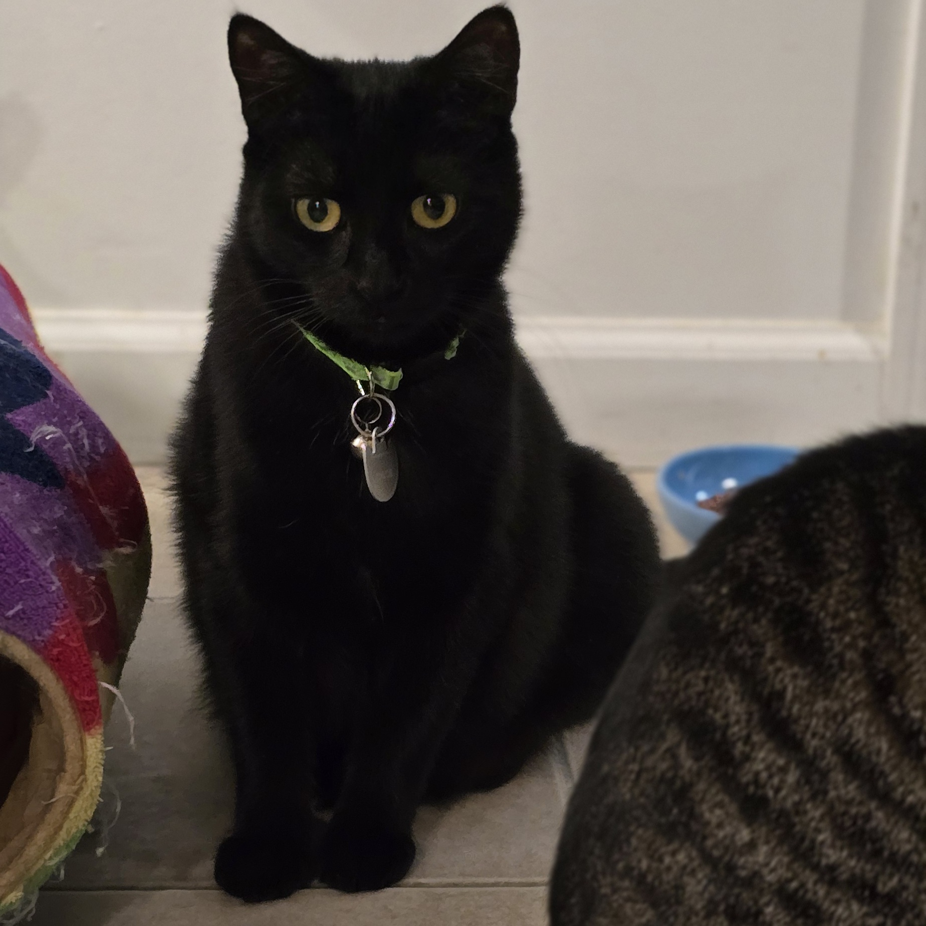 Enlarge Meet Chloé – A Sweet and Graceful Companion, a Adoptable Domestic Short Hair in North Bergen, NJ image 3/4