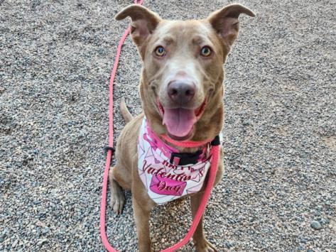 Enlarge LUMI, a Adoptable mixed breed in Mesa, AZ image 1/1
