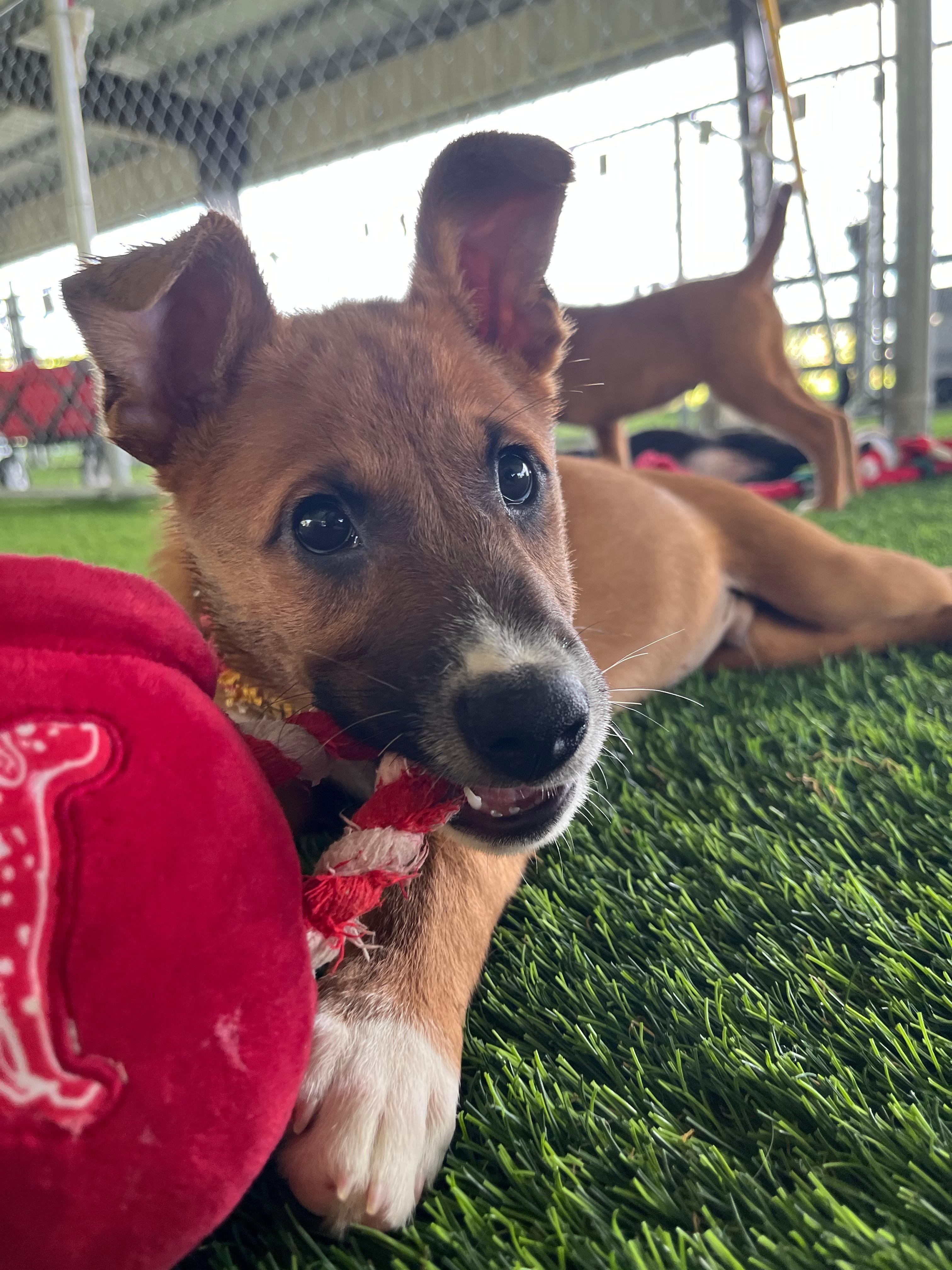 Elfie, Adoptable, Puppy Male Mixed Breed.