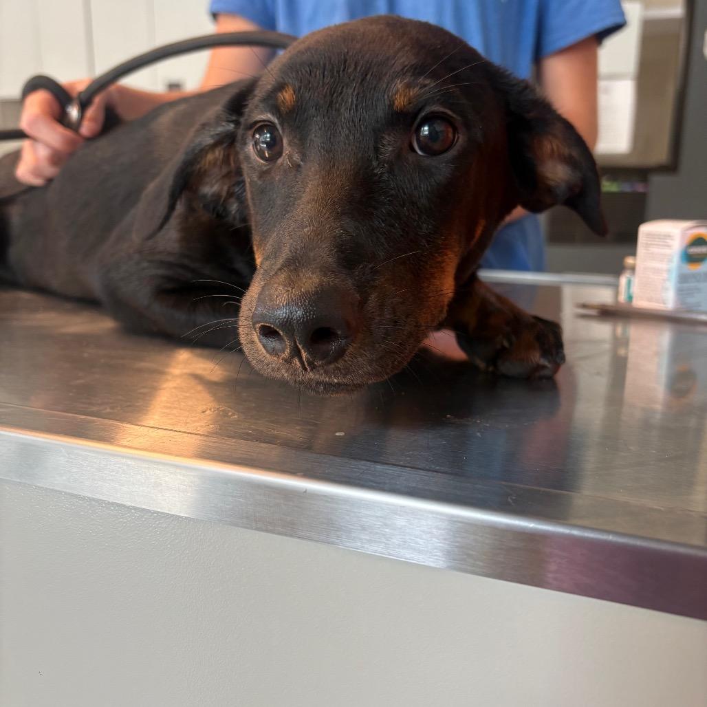 Belinda, Adoptable, Young Female Mixed Breed.