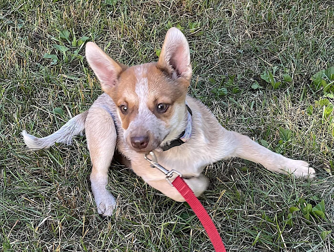 Wilma, an adopted mixed breed in Bedford, VA image 4/4