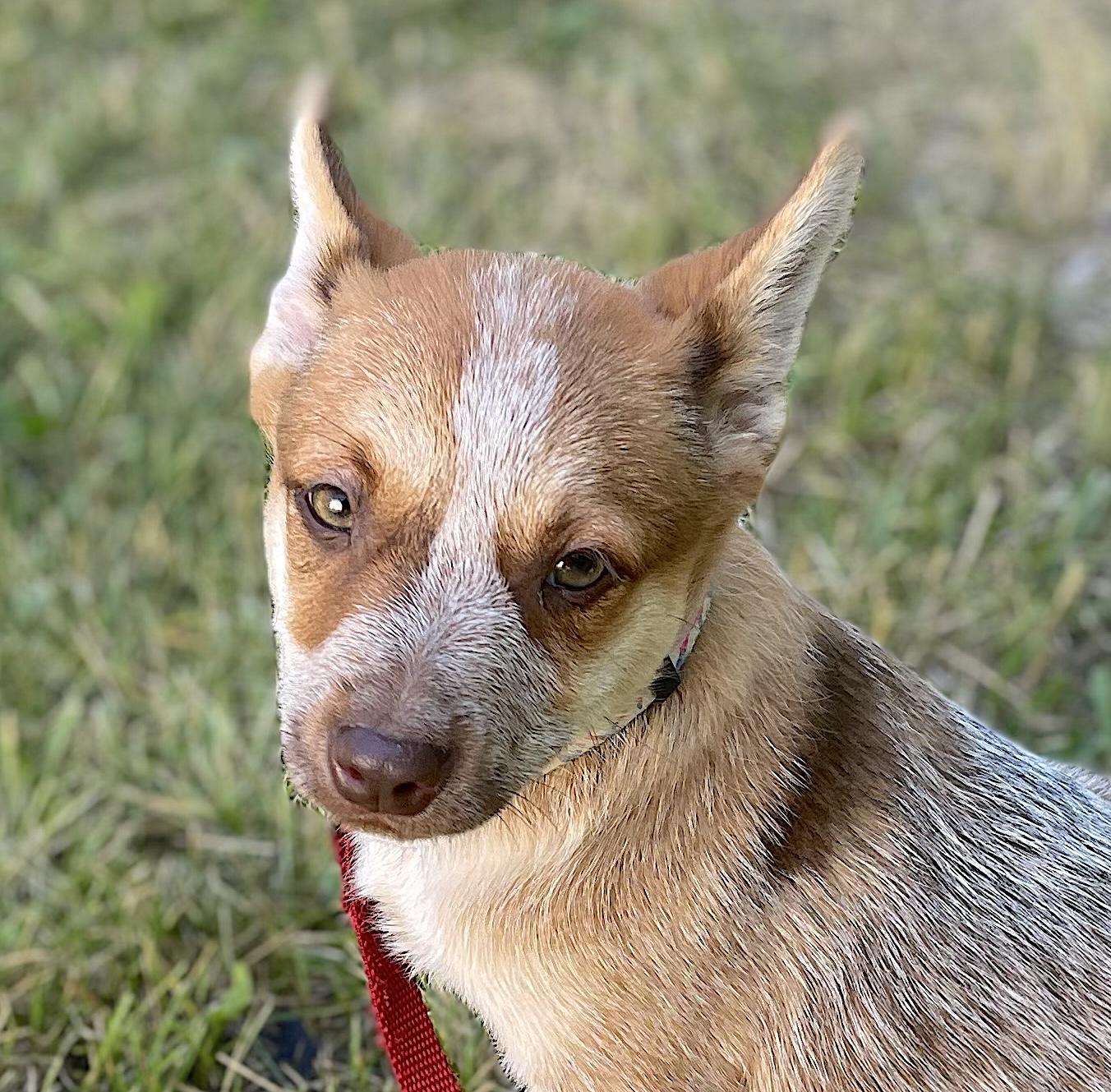 Wilma, adopted, Puppy Female Australian Cattle Dog / Blue Heeler.