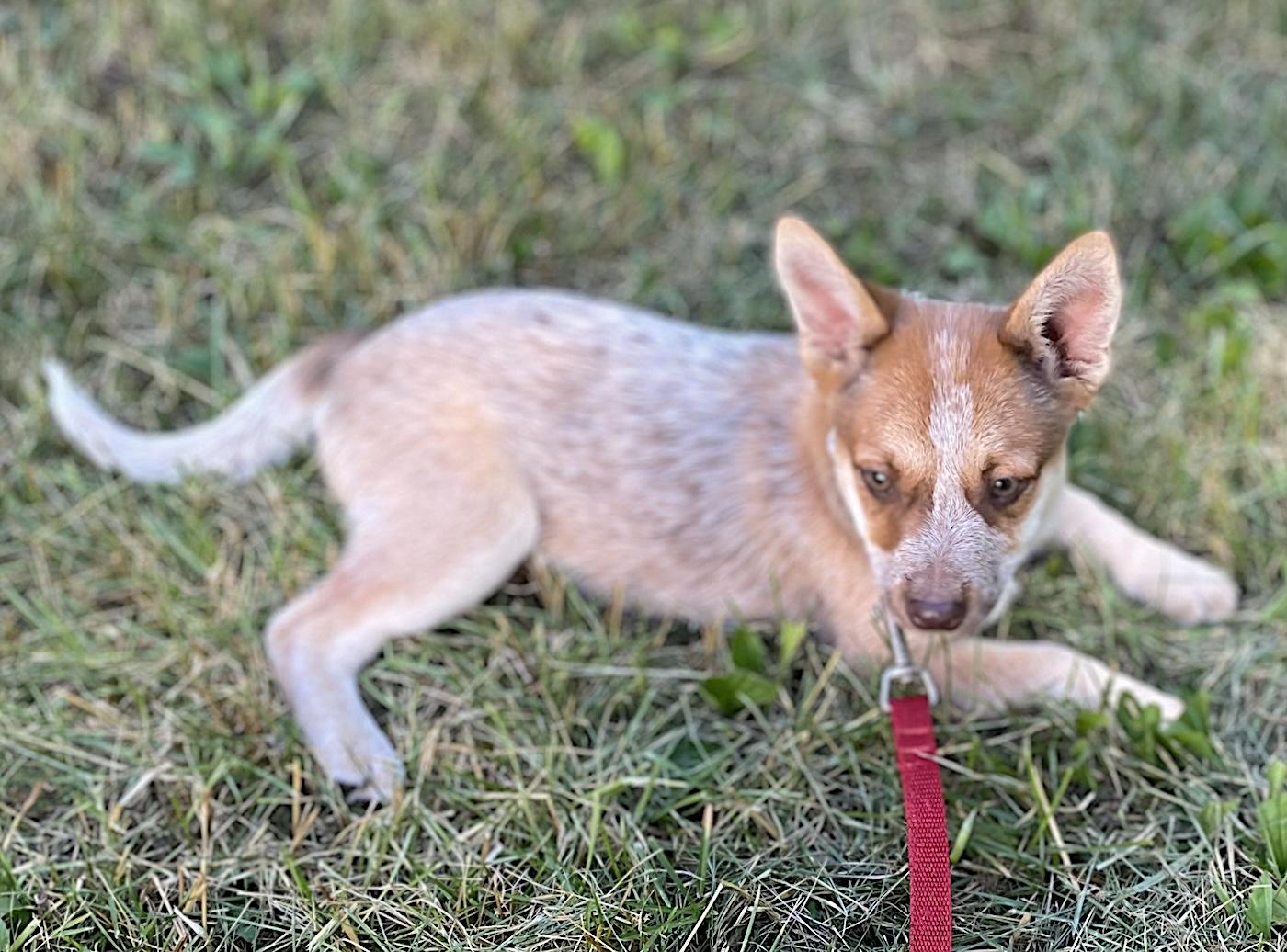 Wilma, an adopted mixed breed in Bedford, VA image 3/4