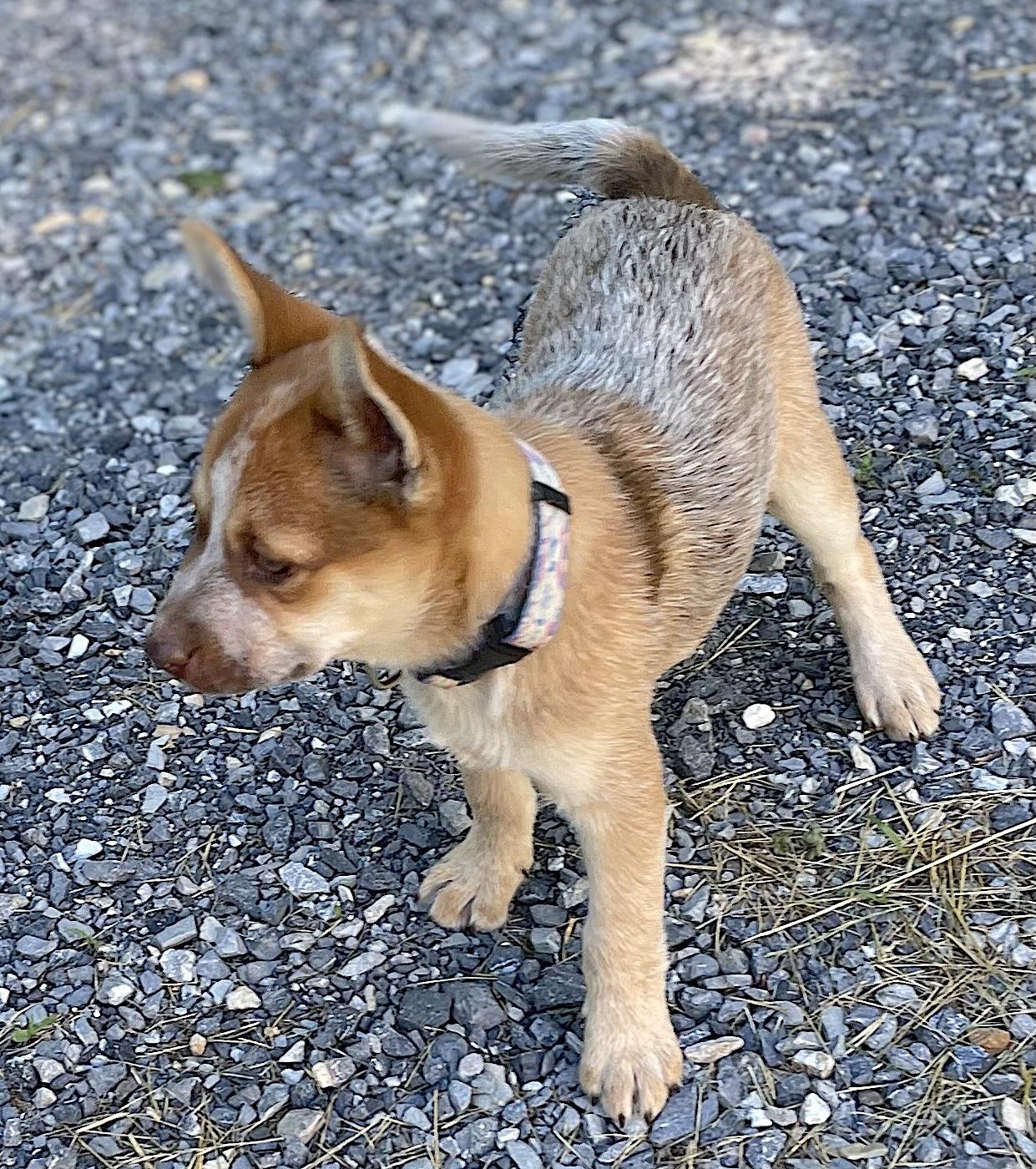 Wilma, an adopted mixed breed in Bedford, VA image 2/4