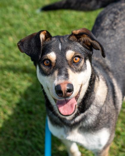 Beverly, a Adoptable mixed breed in Pequot Lakes, MN image 1/2