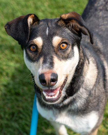 Beverly, a Adoptable mixed breed in Pequot Lakes, MN image 2/2
