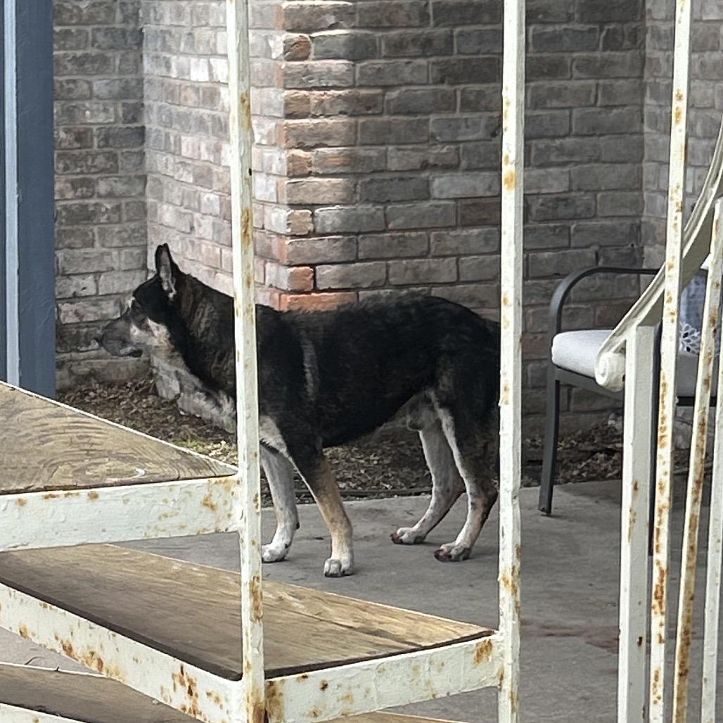 TXAC-Stray-19776, Adoptable, Senior Male Shepherd.