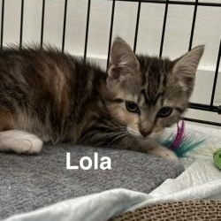 Lola, Adoptable, Kitten Female Domestic Short Hair.