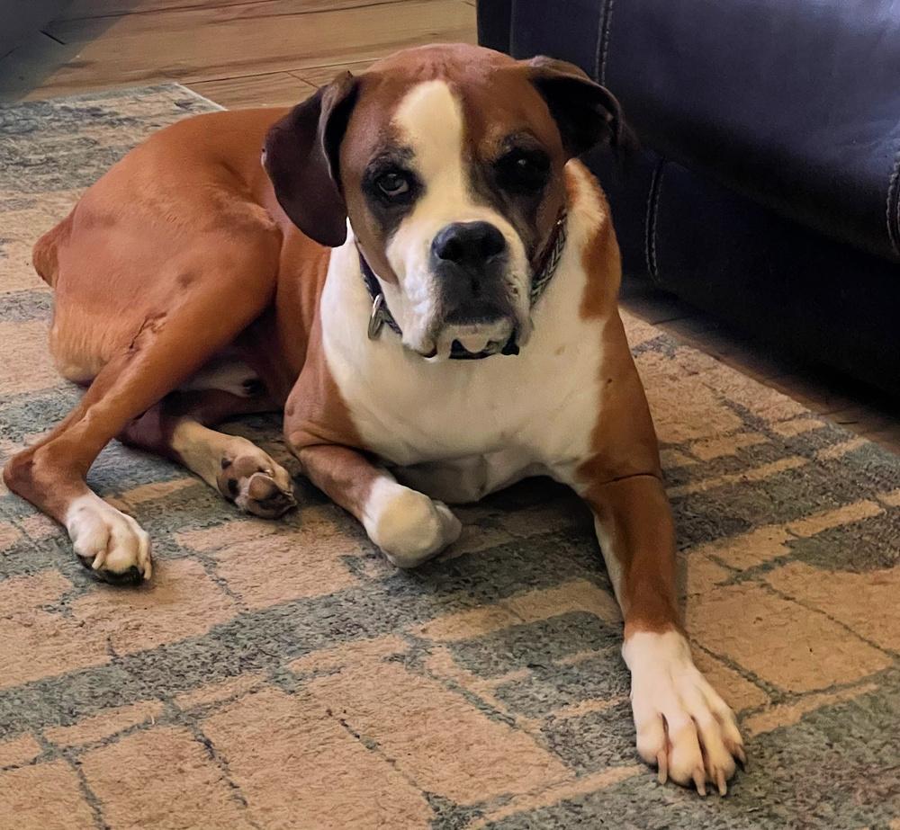 Bear II, Adoptable, Senior Male Boxer.