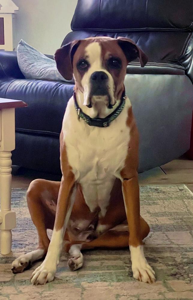 Enlarge Bear II, a Adoptable Boxer in Hewitt, TX image 2/6