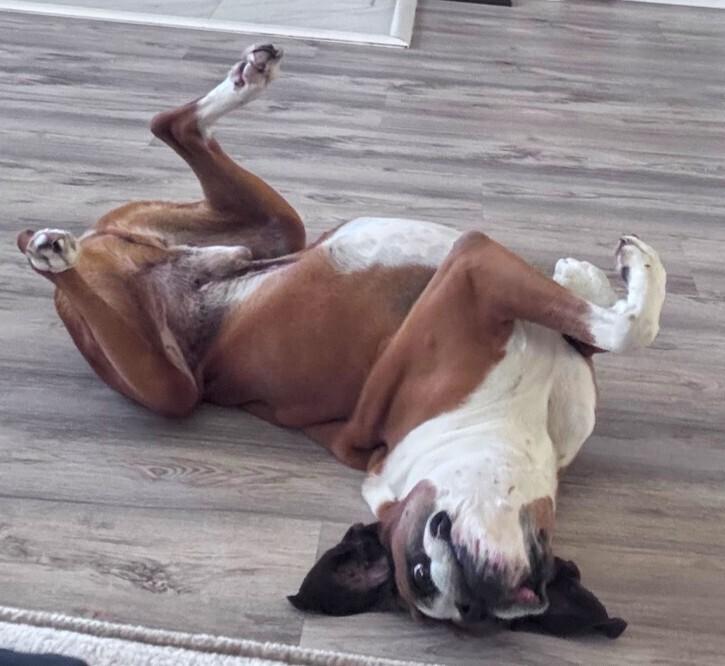 Enlarge Bear II, a Adoptable Boxer in Hewitt, TX image 3/6