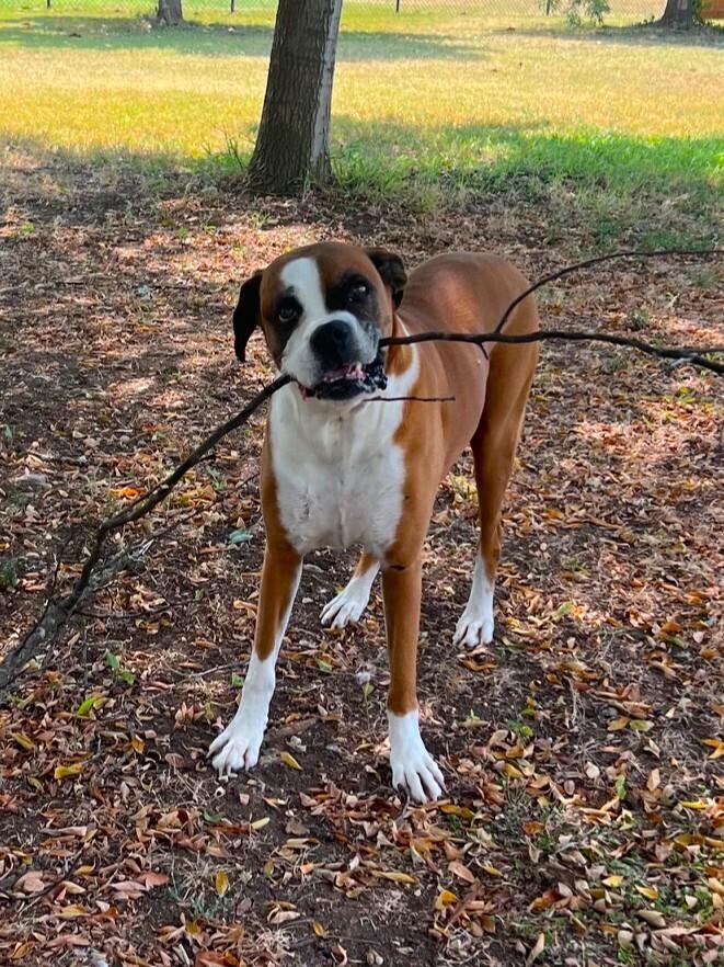 Enlarge Bear II, a Adoptable Boxer in Hewitt, TX image 4/6