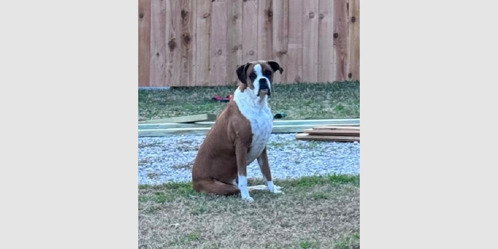 Enlarge Bear II, a Adoptable Boxer in Hewitt, TX image 5/6