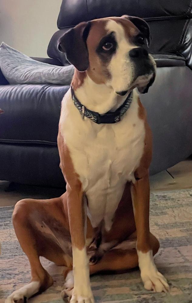 Enlarge Bear II, a Adoptable Boxer in Hewitt, TX image 6/6