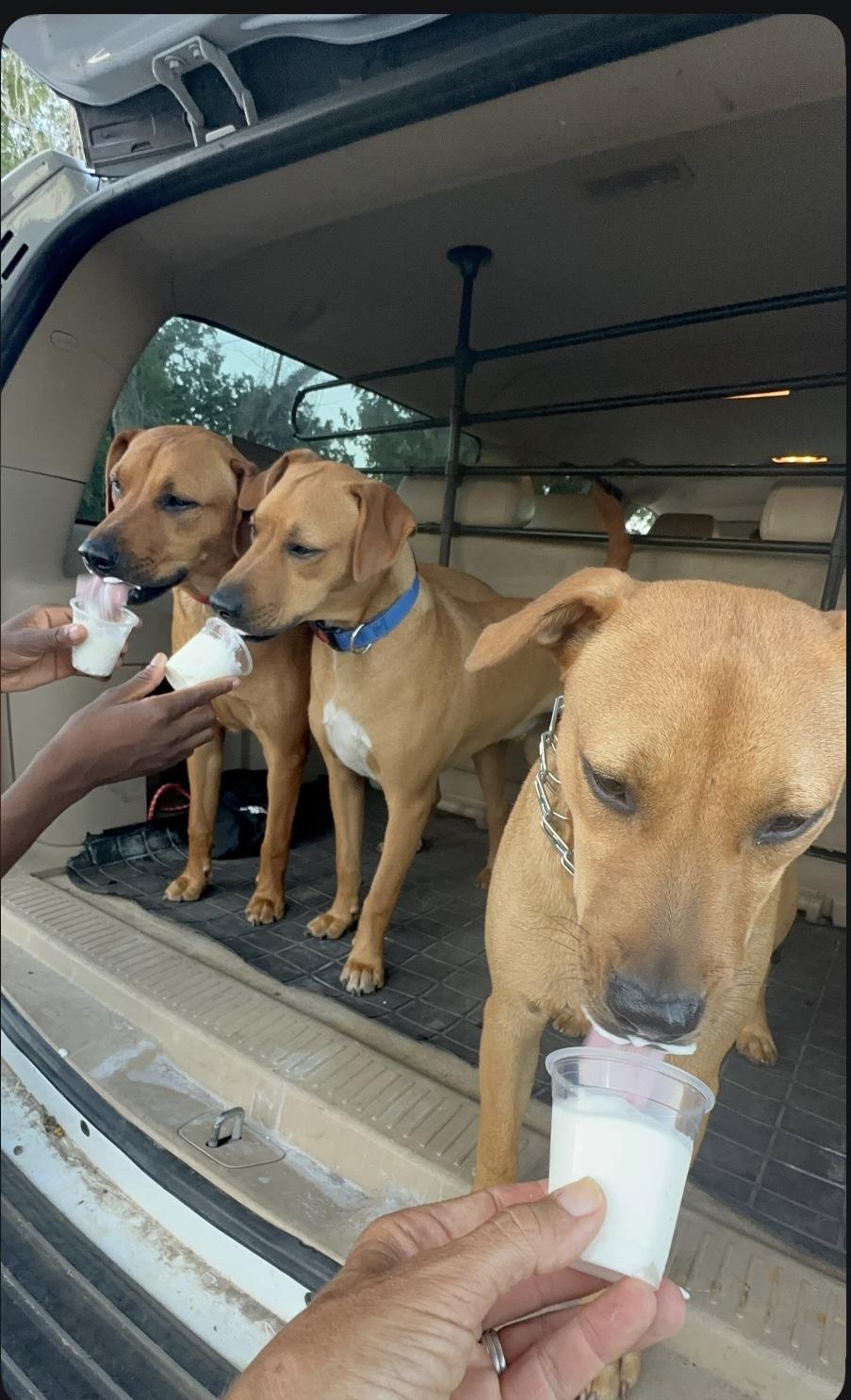 Enlarge ROSIE POSIE THE SWEETIE PIE!!!, a Adoptable mixed breed in Cantonment, FL image 1/5