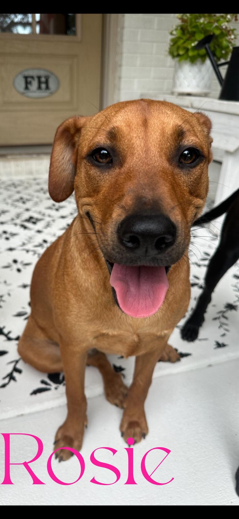 ROSIE POSIE THE SWEETIE PIE!!!