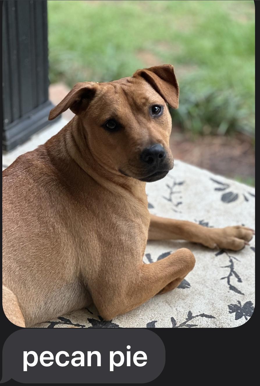 Enlarge ROSIE POSIE THE SWEETIE PIE!!!, a Adoptable mixed breed in Cantonment, FL image 5/5