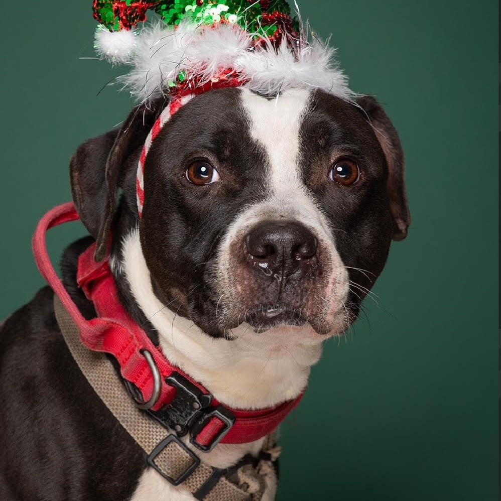 Enlarge Flannel - 100% Sponsored Adoption, a Adoptable mixed breed in West Jefferson, OH image 6/6