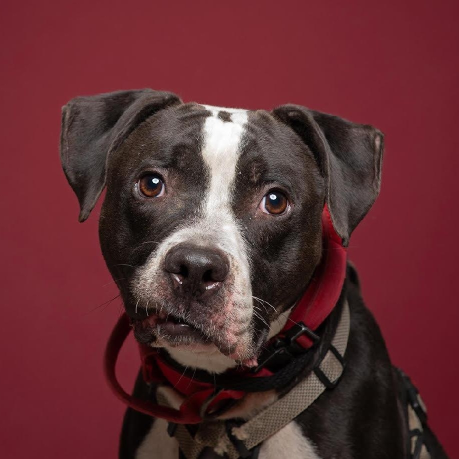 Flannel - 100% Sponsored Adoption, Adoptable, Adult Male Terrier.
