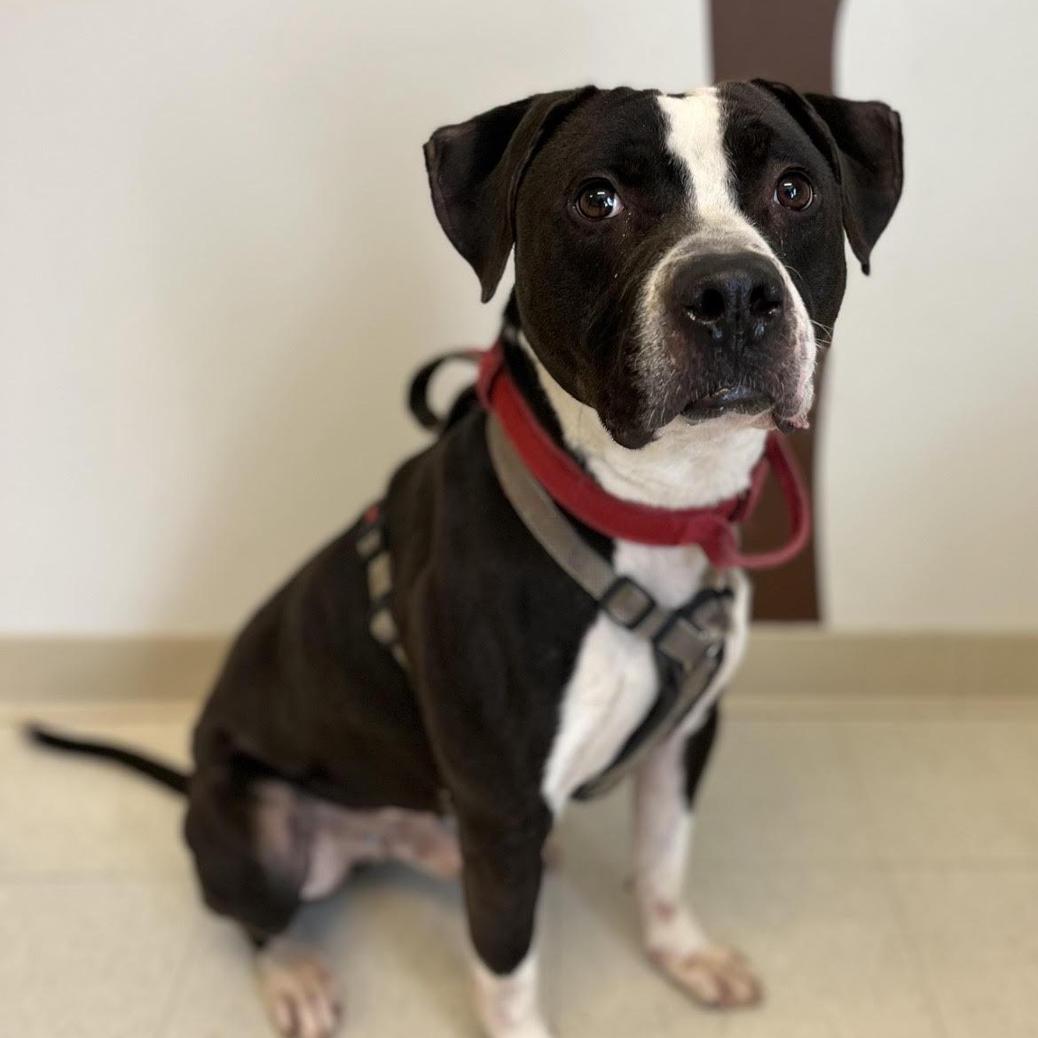 Flannel - Adoption Fee Paid, a Adoptable mixed breed in West Jefferson, OH image 1/6