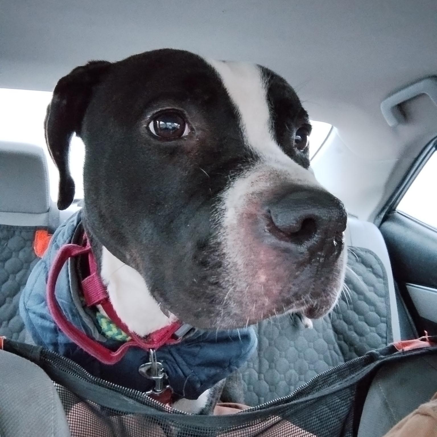 Flannel - Adoption Fee Paid, a Adoptable mixed breed in West Jefferson, OH image 5/6