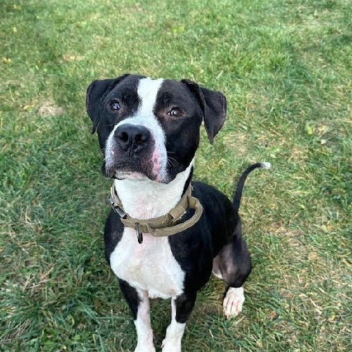 Flannel - 100% Sponsored Adoption, a Adoptable mixed breed in West Jefferson, OH image 3/5