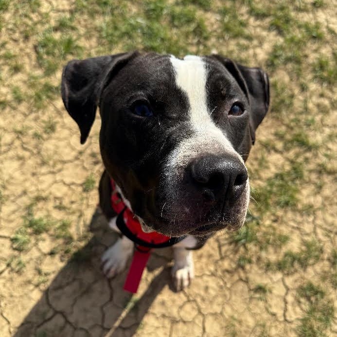 Flannel - ADOPTION FEE SPONSORED 100% photo 4
