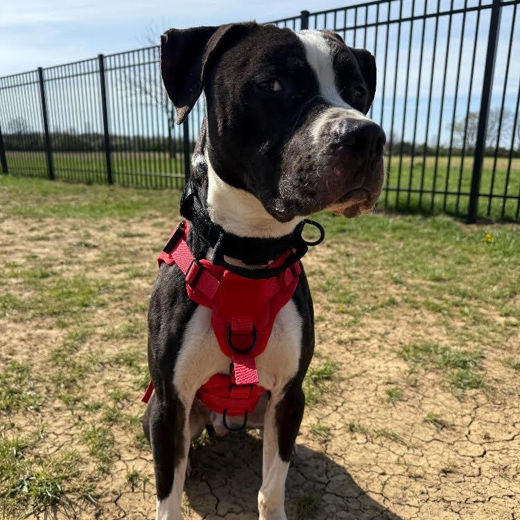 Flannel - ADOPTION FEE SPONSORED 100%, Adult Male Terrier