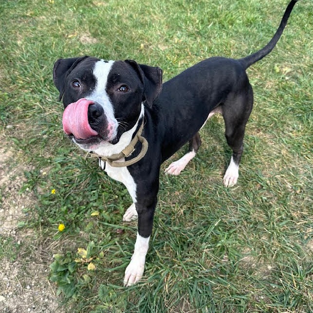 Flannel - 100% Sponsored Adoption, a Adoptable mixed breed in West Jefferson, OH image 5/5