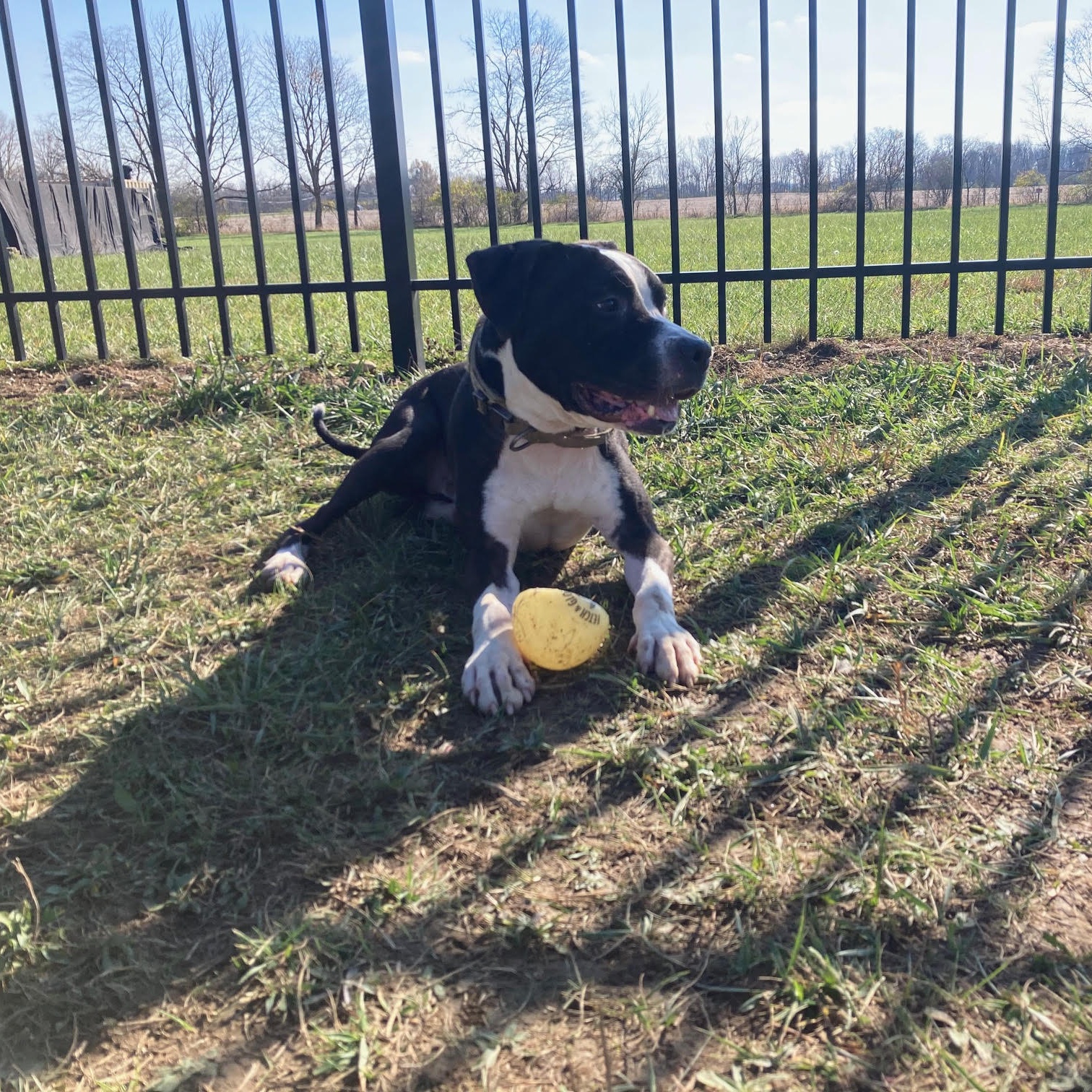 Flannel - 100% Sponsored Adoption, a Adoptable mixed breed in West Jefferson, OH image 4/5