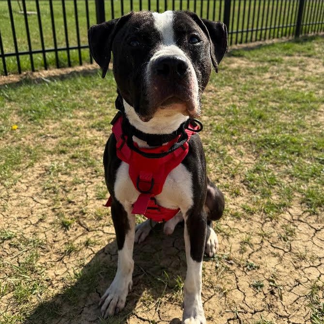 Flannel - 100% Sponsored Adoption, a Adoptable mixed breed in West Jefferson, OH image 2/5