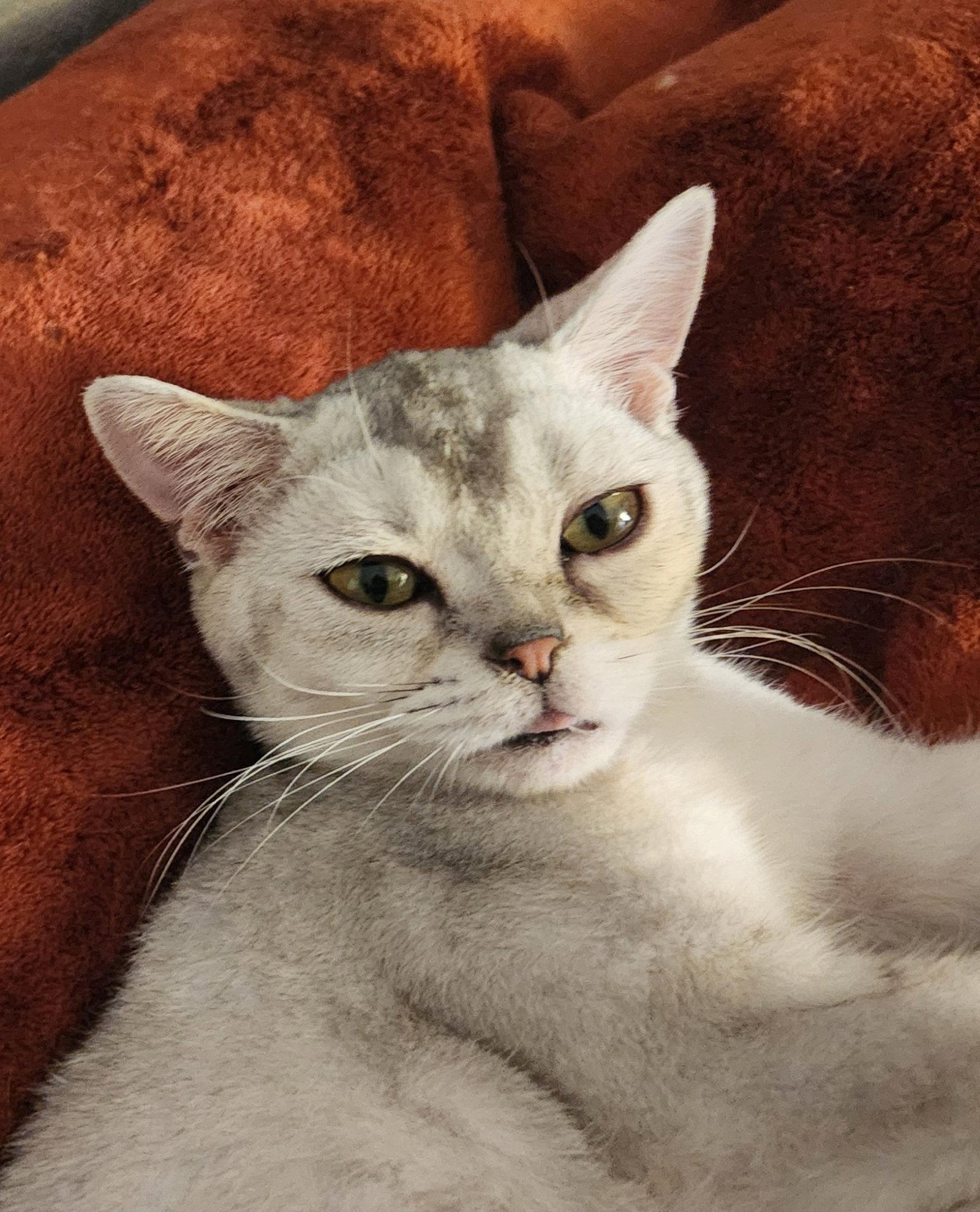 Squishy, Adoptable, Young Female American Shorthair.