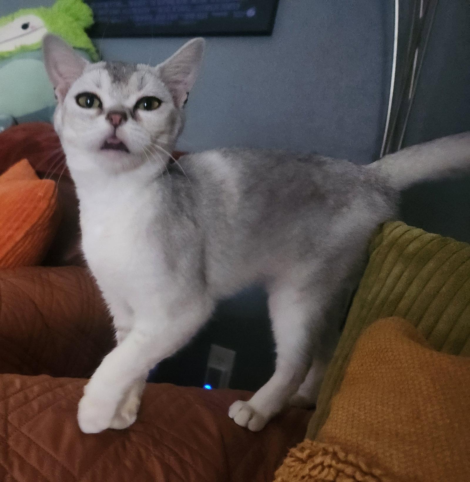 Squishy, Adoptable, Young Female American Shorthair.