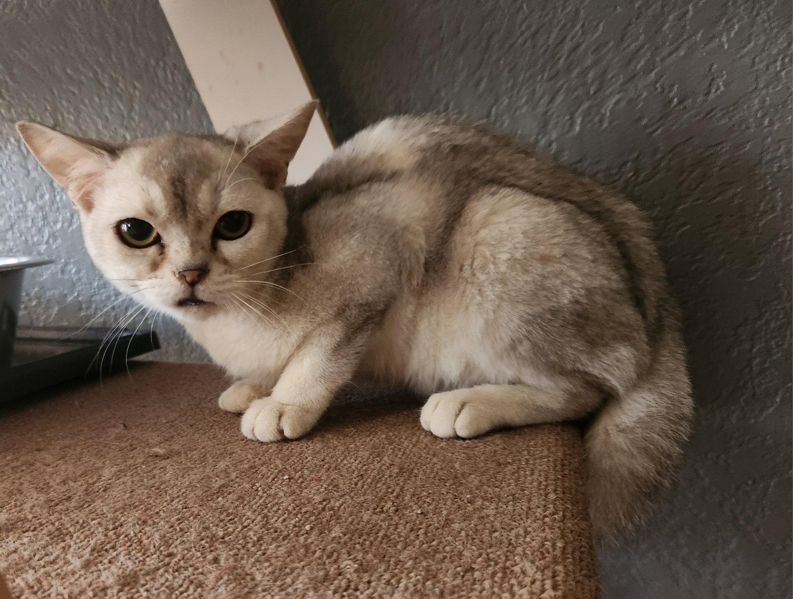 Enlarge Squishy, a Adoptable American Shorthair in Phoenix, AZ image 2/3