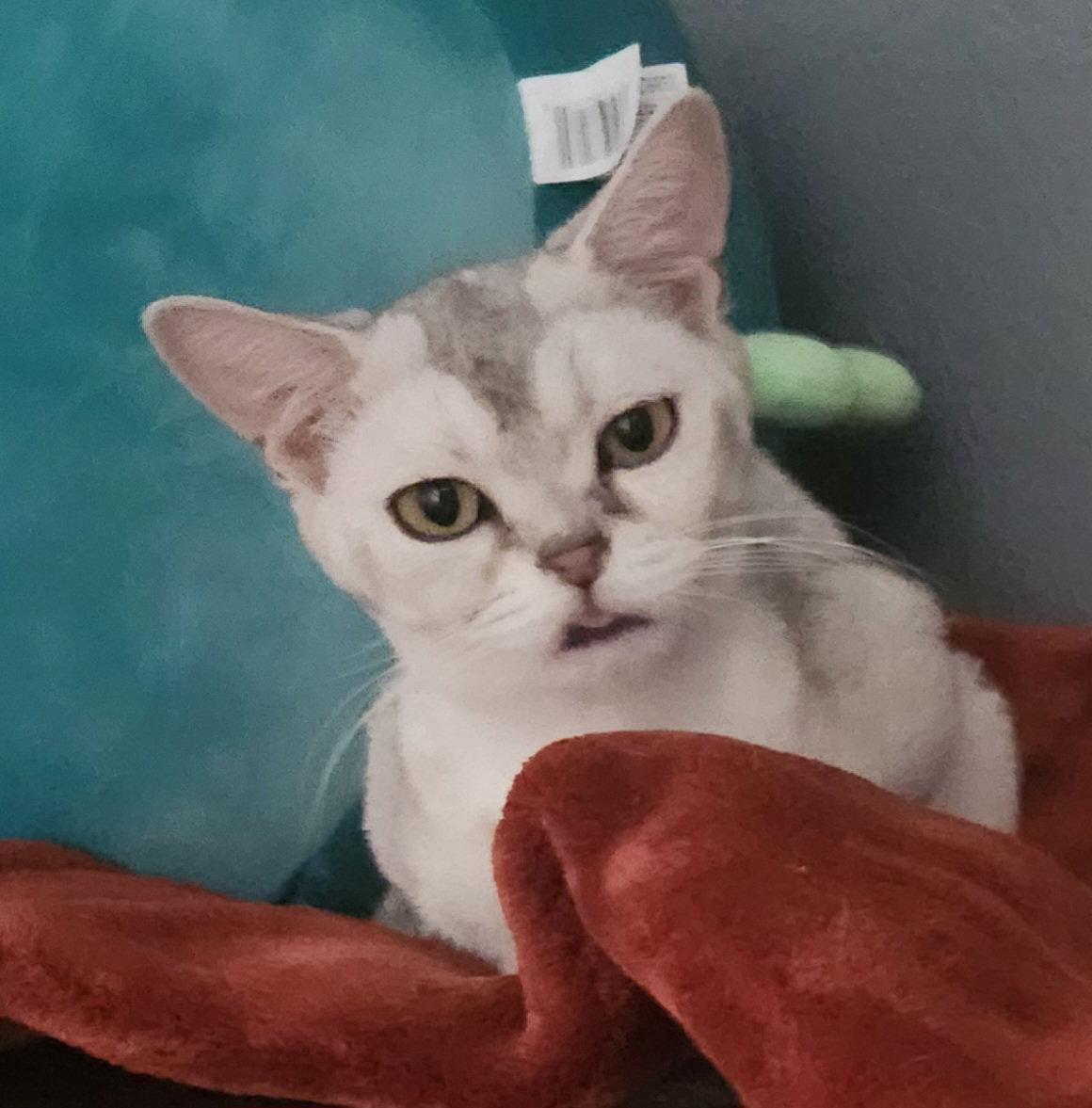 Enlarge Squishy, a Adoptable American Shorthair in Phoenix, AZ image 2/3