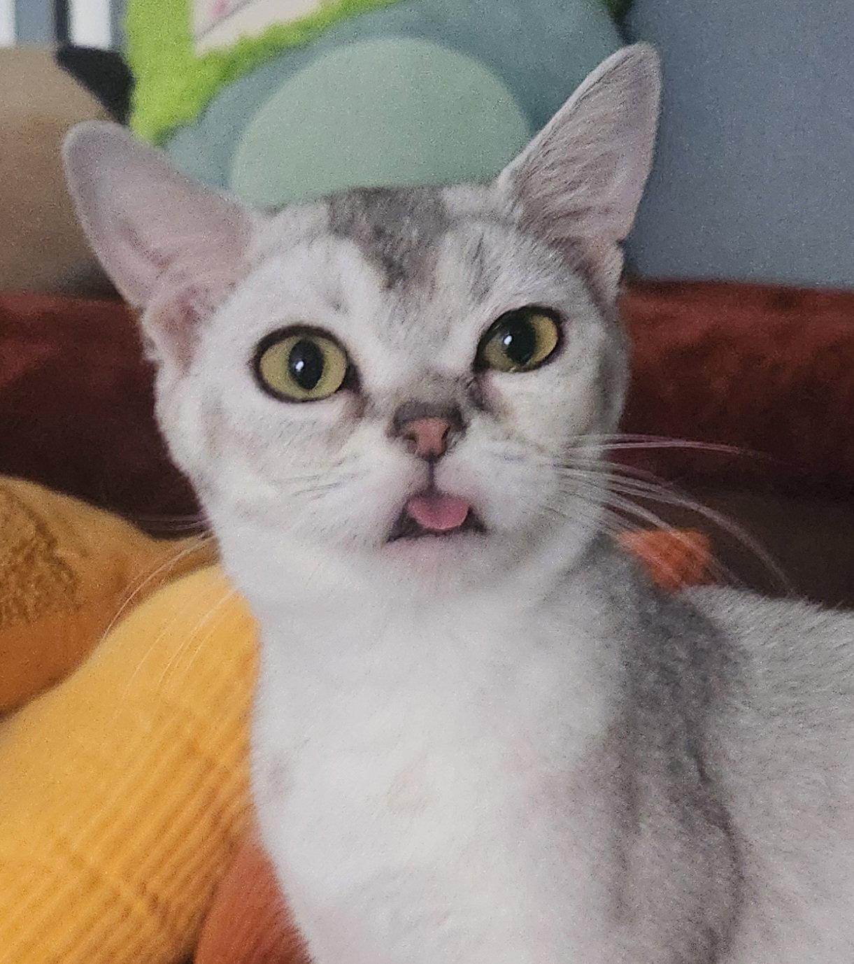 Enlarge Squishy, a Adoptable American Shorthair in Phoenix, AZ image 3/3