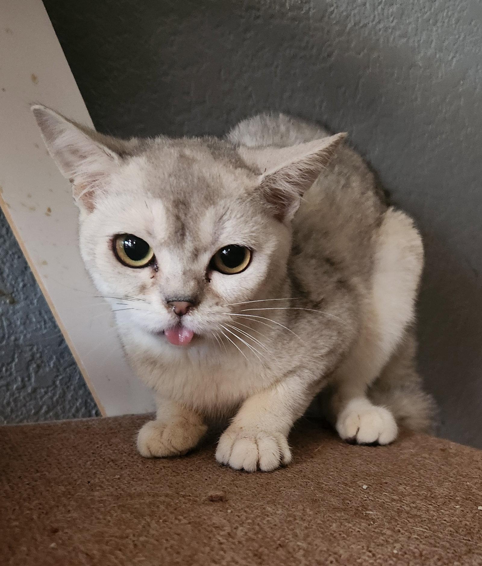 Enlarge Squishy, a Adoptable American Shorthair in Phoenix, AZ image 3/3